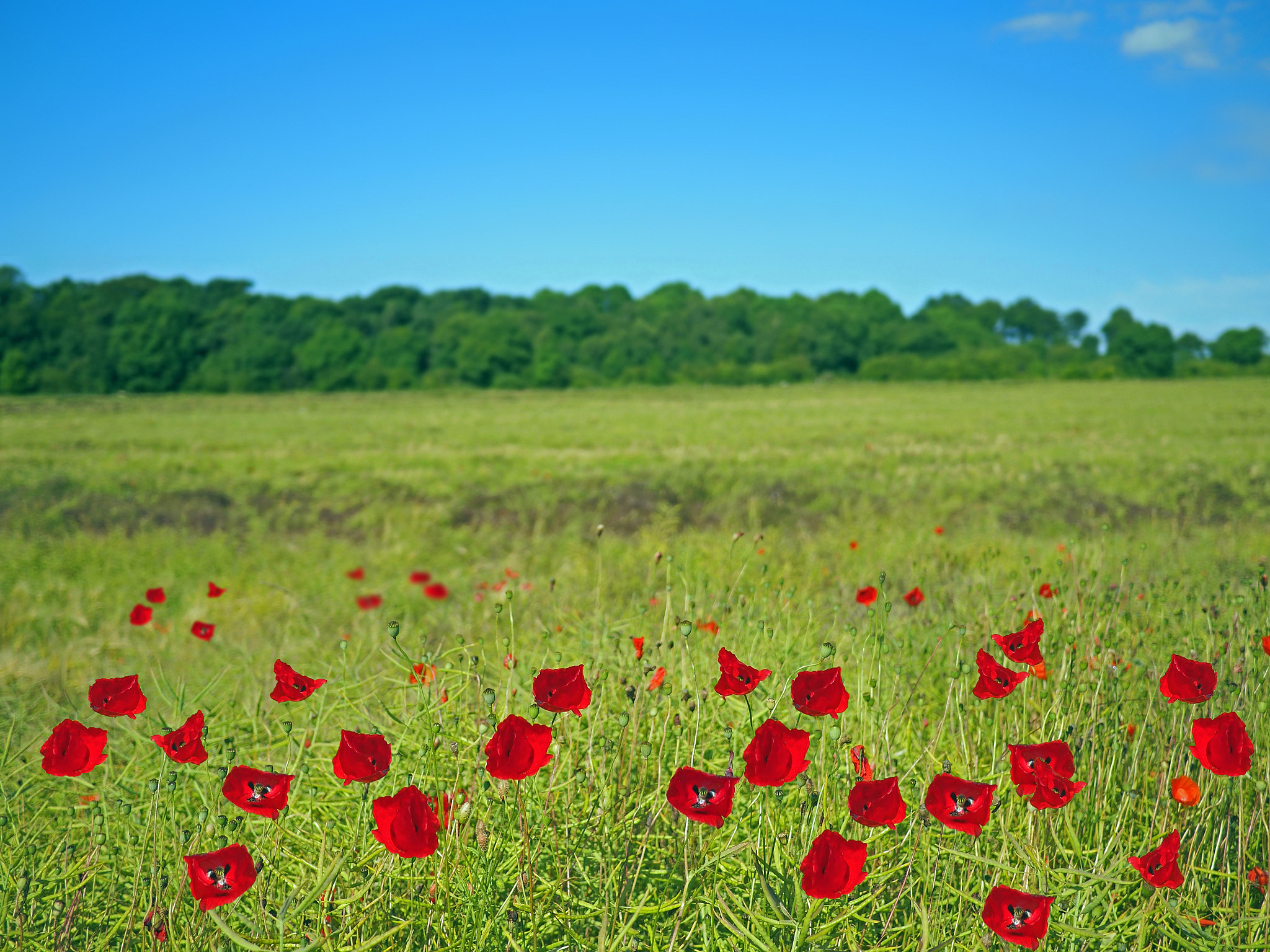 Olympus OM-D E-M5 II + Panasonic Lumix G 20mm F1.7 ASPH sample photo. Popping poppies photography