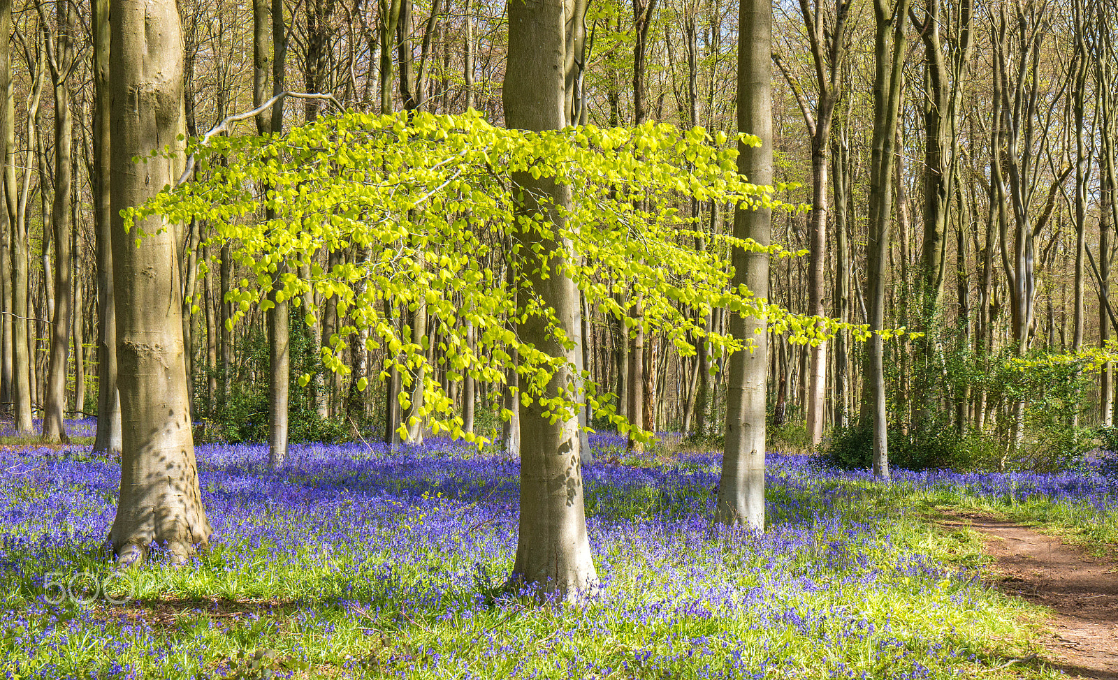 Canon EOS 70D + Canon EF 16-35mm F4L IS USM sample photo. Bluebells at micheldever woods-4 photography