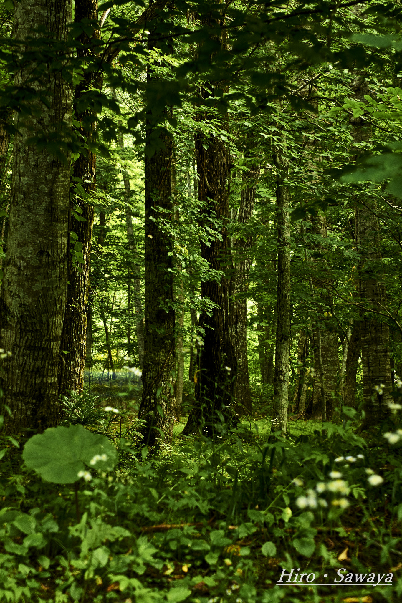 Sony SLT-A77 + Sony DT 55-200mm F4-5.6 SAM sample photo. Deep forest photography