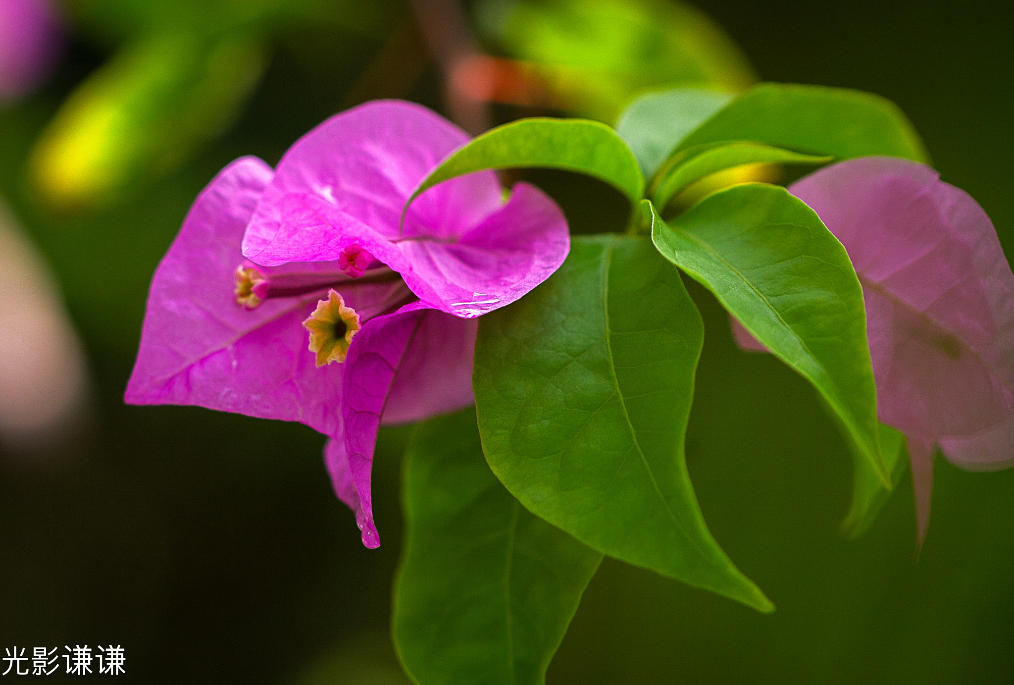 Canon EOS 5D + Canon EF 100mm F2.8L Macro IS USM sample photo. 红肥绿瘦 photography