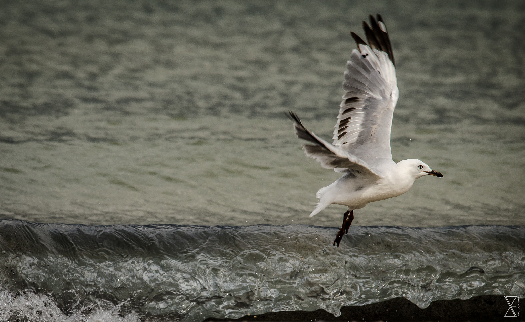 Sigma 120-400mm F4.5-5.6 DG OS HSM sample photo. Fleeing seagull photography