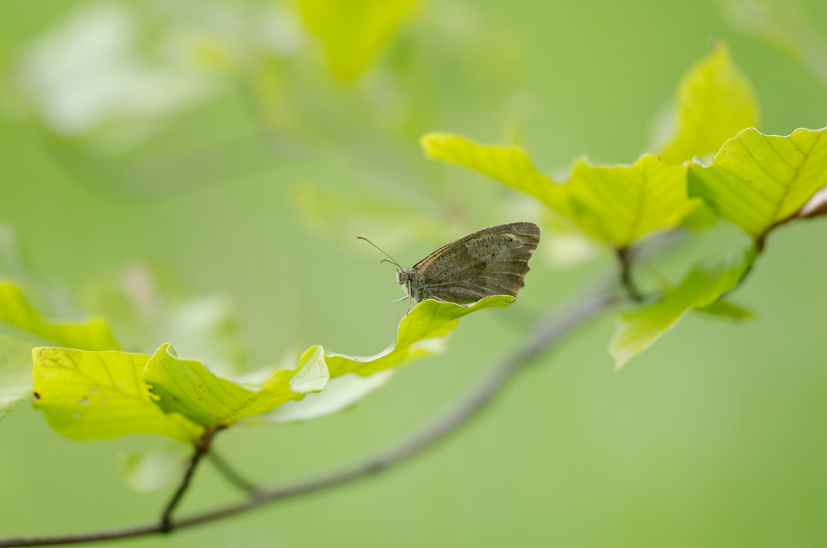 Nikon D7000 + Sigma 150mm F2.8 EX DG Macro HSM sample photo. Between the leafs photography