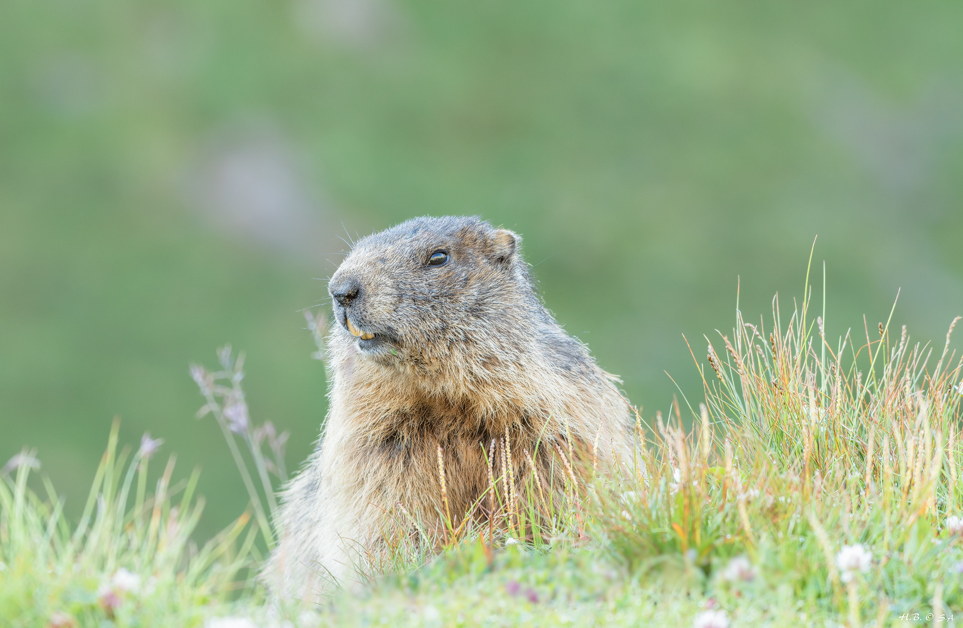 Nikon AF-S Nikkor 200-500mm F5.6E ED VR sample photo. Murmeltier photography