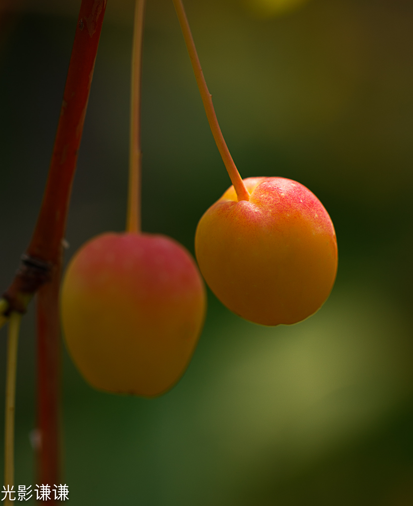 Canon EOS 5D + Canon EF 100mm F2.8L Macro IS USM sample photo. 小苹果 photography