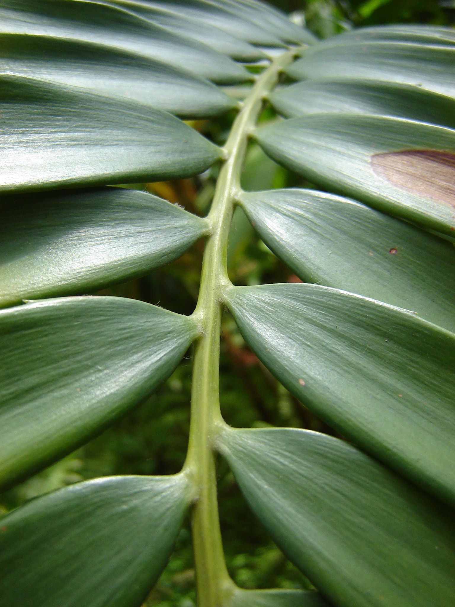 Sony DSC-S90 sample photo. Jardín botánico #bogota  photography