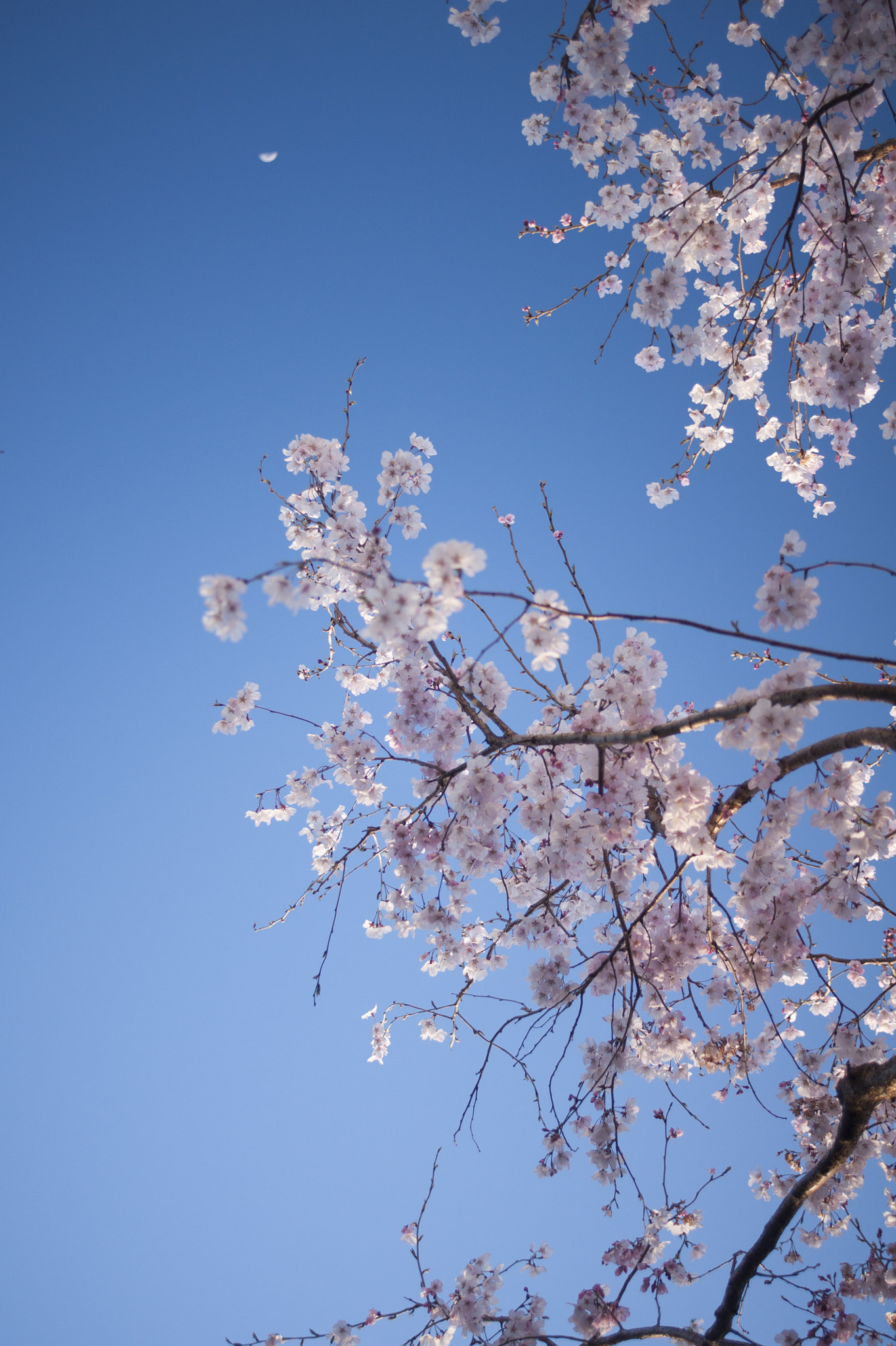 Sony DT 30mm F2.8 Macro SAM sample photo. Tokyo : chasing someone photography