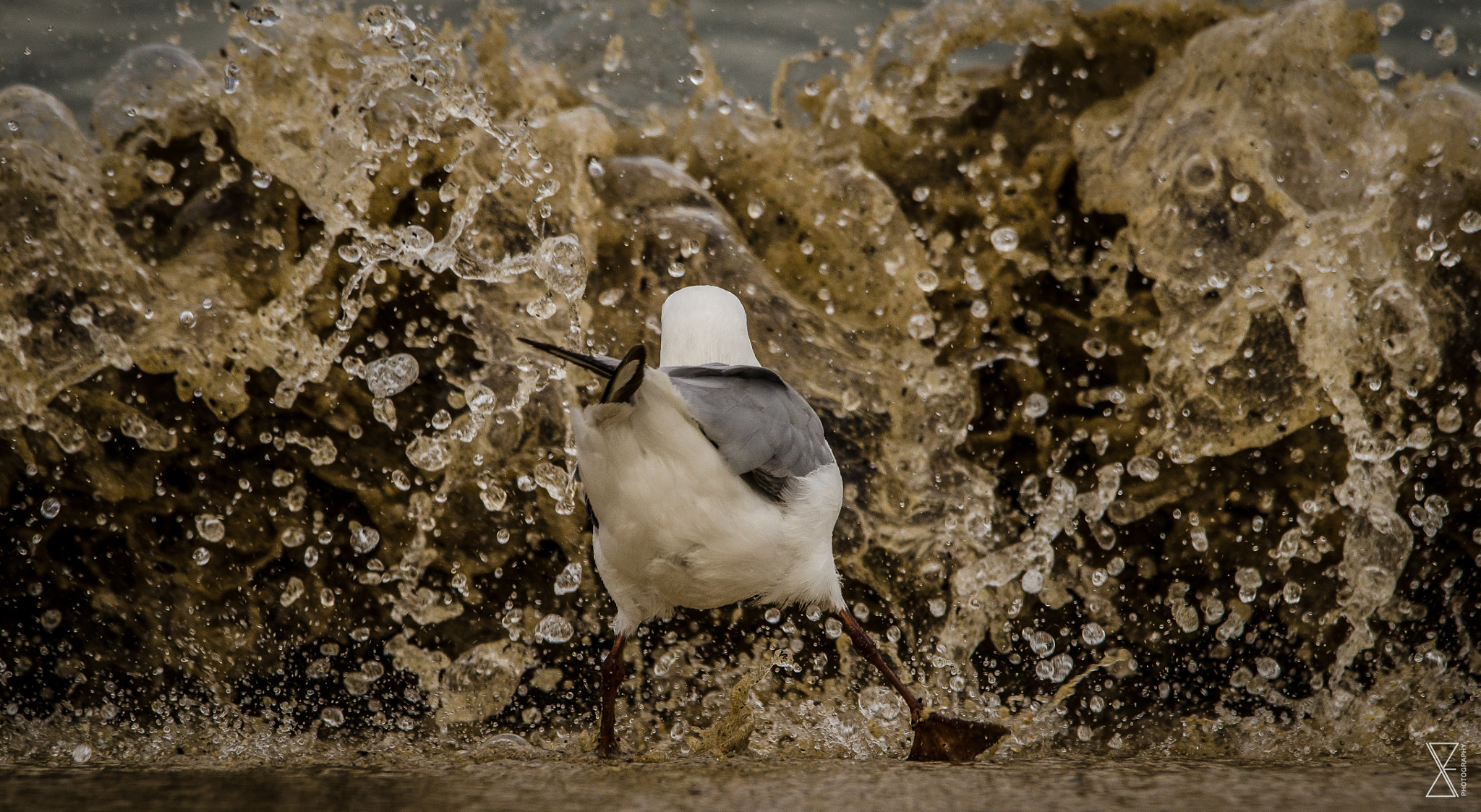 Sigma 120-400mm F4.5-5.6 DG OS HSM sample photo. Seagull in trouble photography
