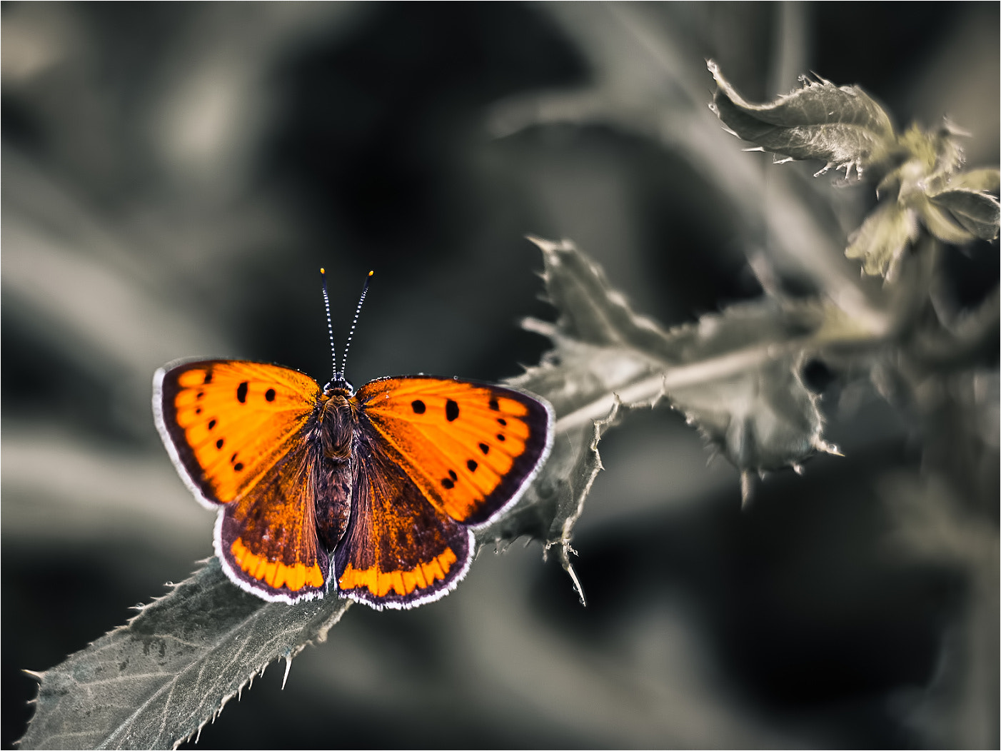 Canon EF 35-80mm f/4-5.6 sample photo. Orange butterfly photography