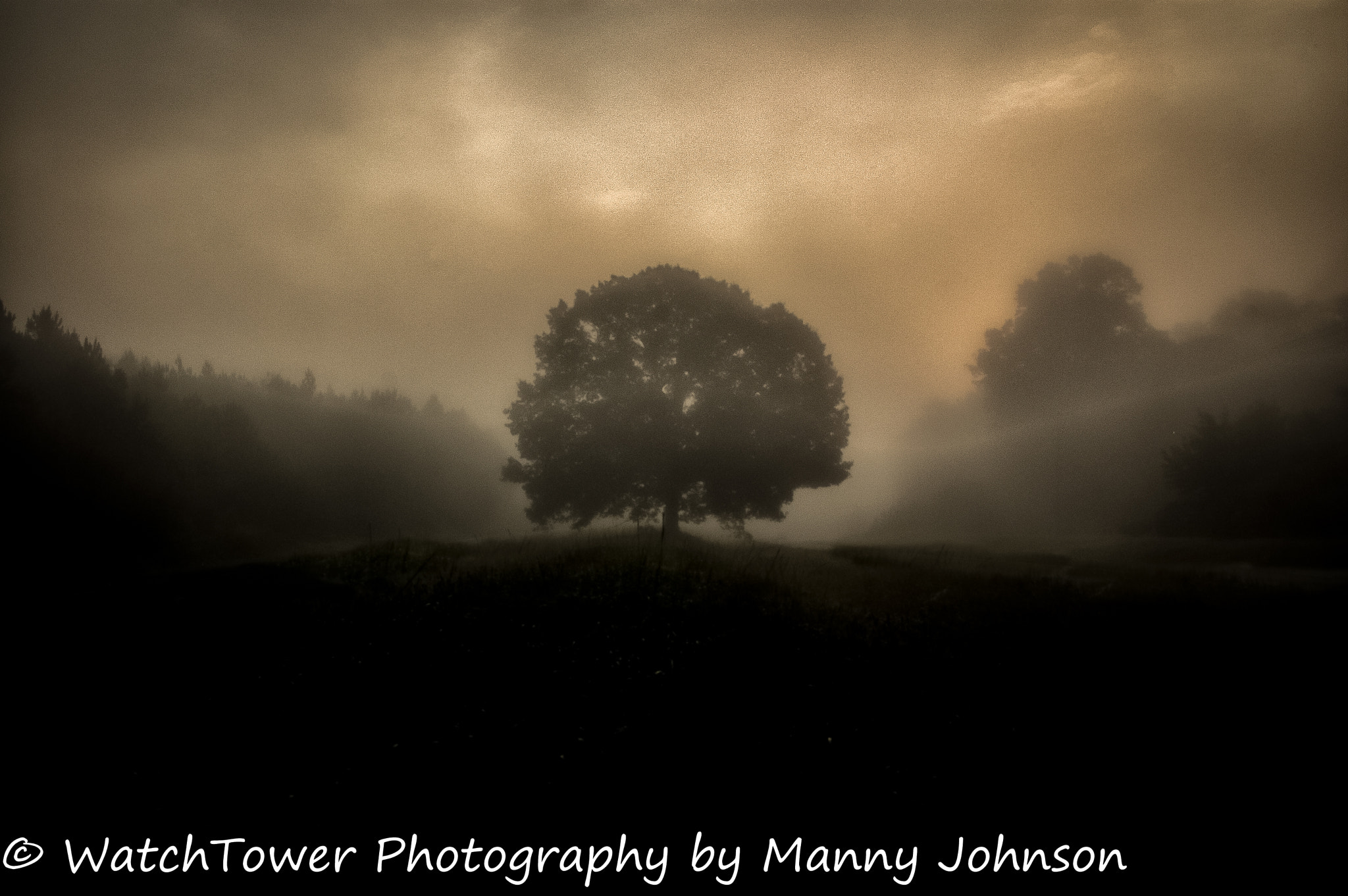 Nikon D50 sample photo. Forbidden tree photography