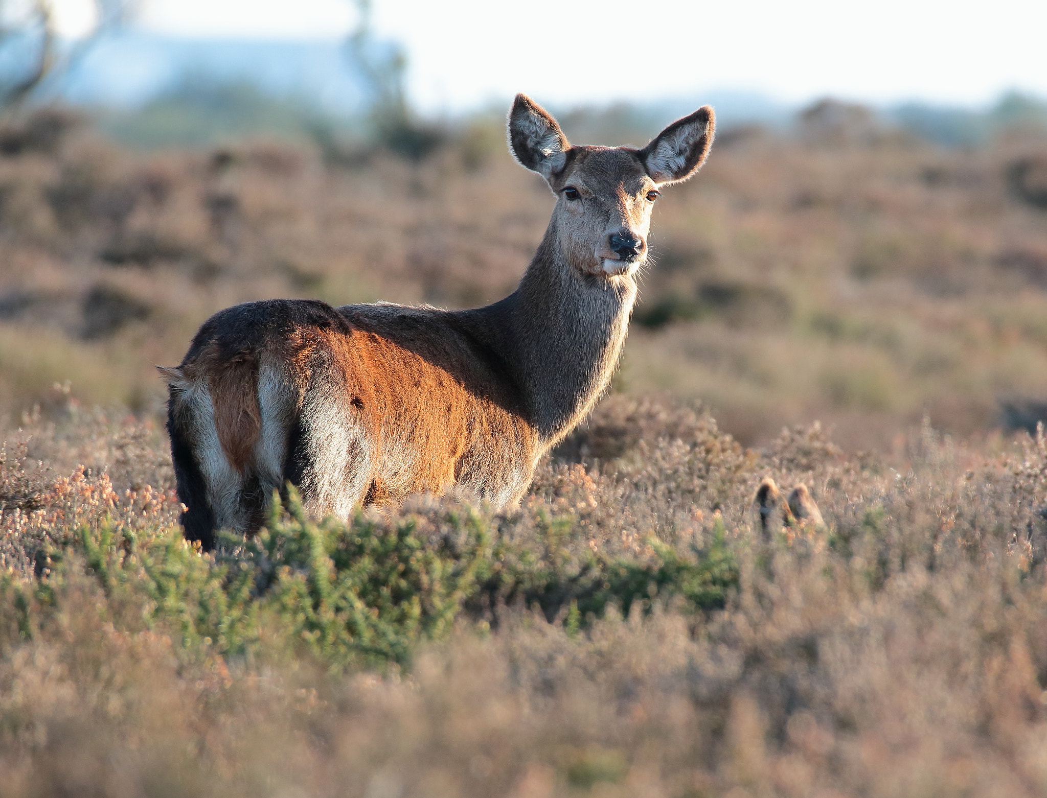 Canon EOS 70D + Sigma 150-600mm F5-6.3 DG OS HSM | S sample photo. Red deer photography