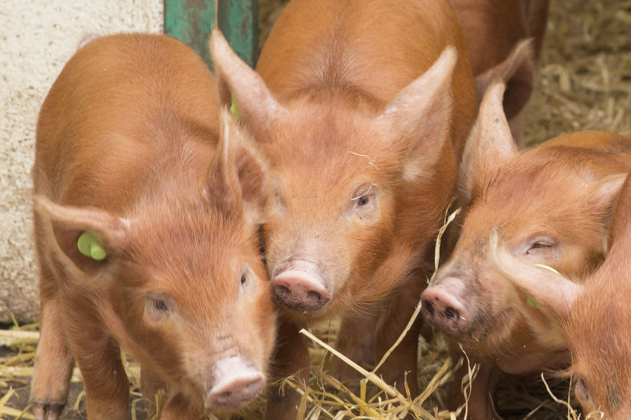 Canon EOS 70D + Canon EF 200mm F2.8L II USM sample photo. Piglet portrait photography