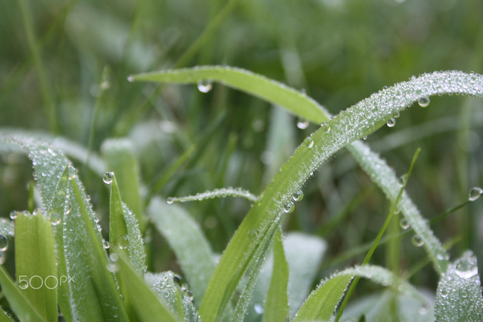 Canon EOS 450D (EOS Rebel XSi / EOS Kiss X2) sample photo. Morning dew photography