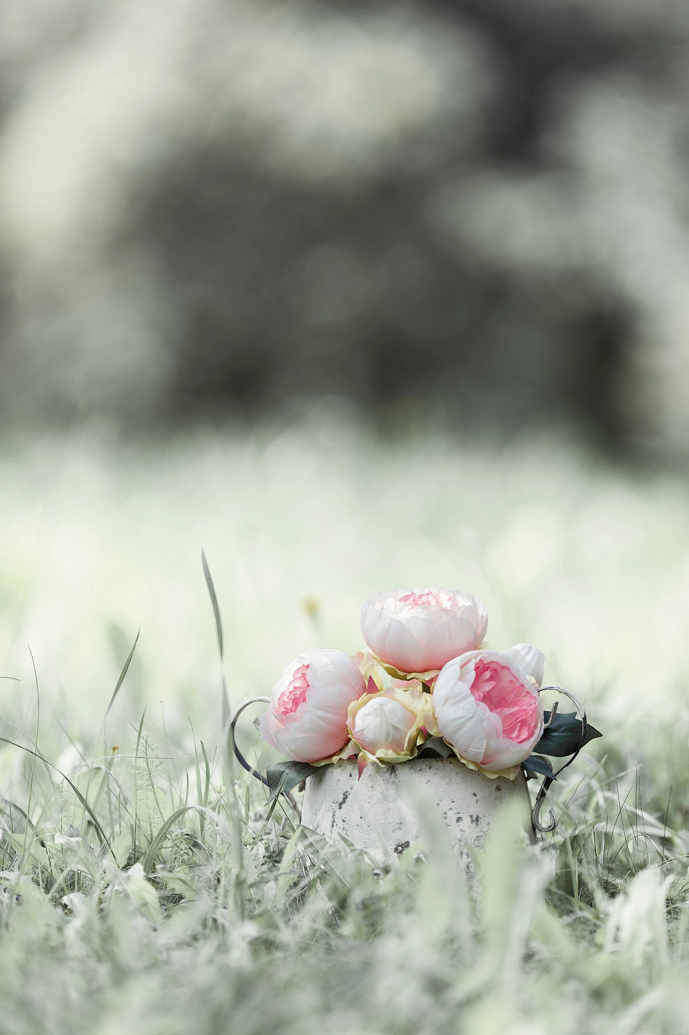 Nikon AF-S Nikkor 200mm F2G ED-IF VR sample photo. Rose and white photography
