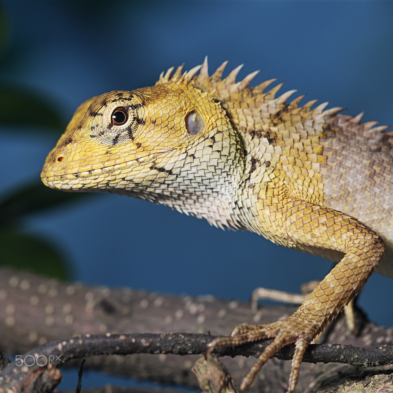 Sony a99 II + Sony 100mm F2.8 Macro sample photo. Oriental garden lizard photography