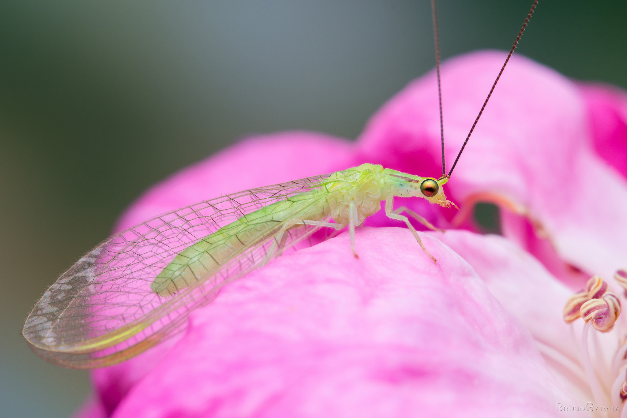 Canon EF 100mm F2.8 Macro USM sample photo. Chrysopidae (neuroptera) photography