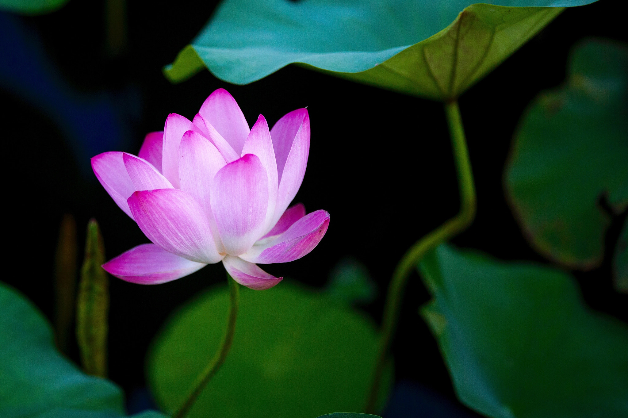 Canon EF 200mm F2L IS USM sample photo. Lotus would die in just three hours if they left t ... photography