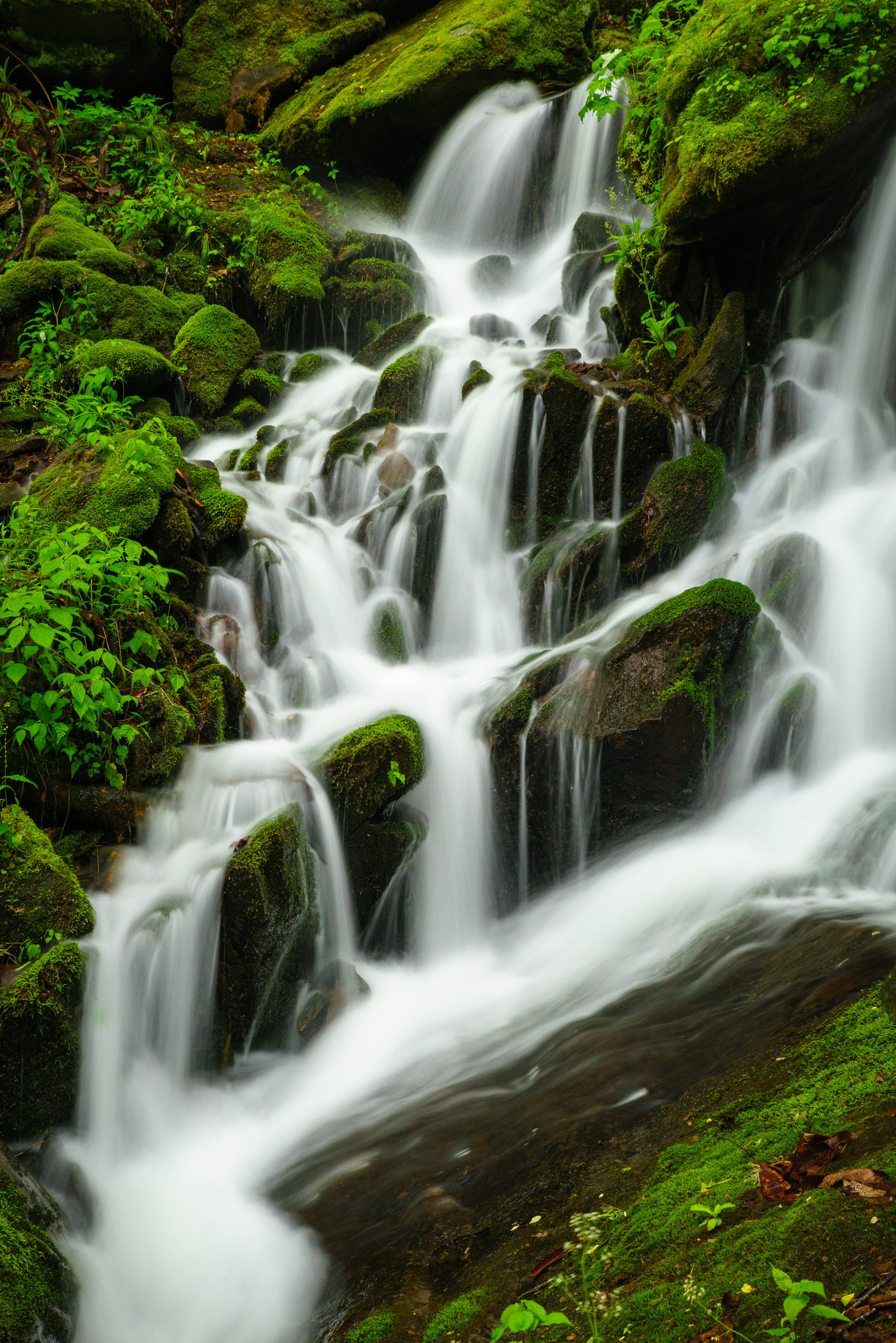 24-70mm F2.8 OSS sample photo. Smokies cascade photography