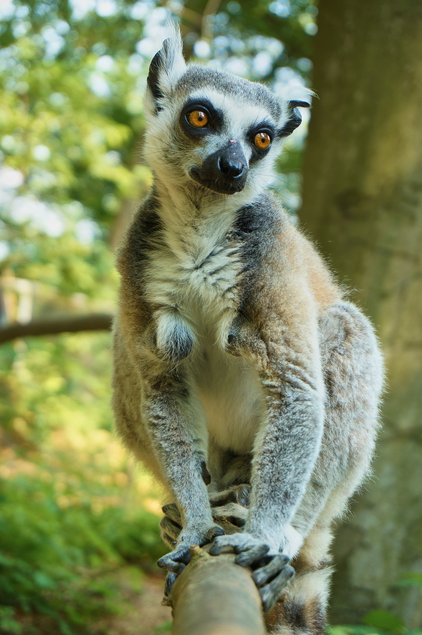 Sony Alpha NEX-5N sample photo. Lemur photography