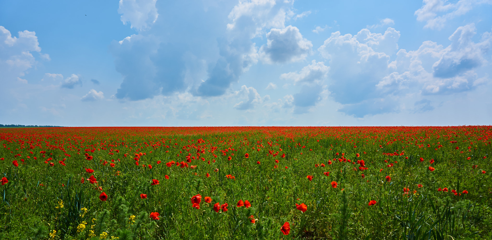 Sony Alpha NEX-5N sample photo. Poppy photography
