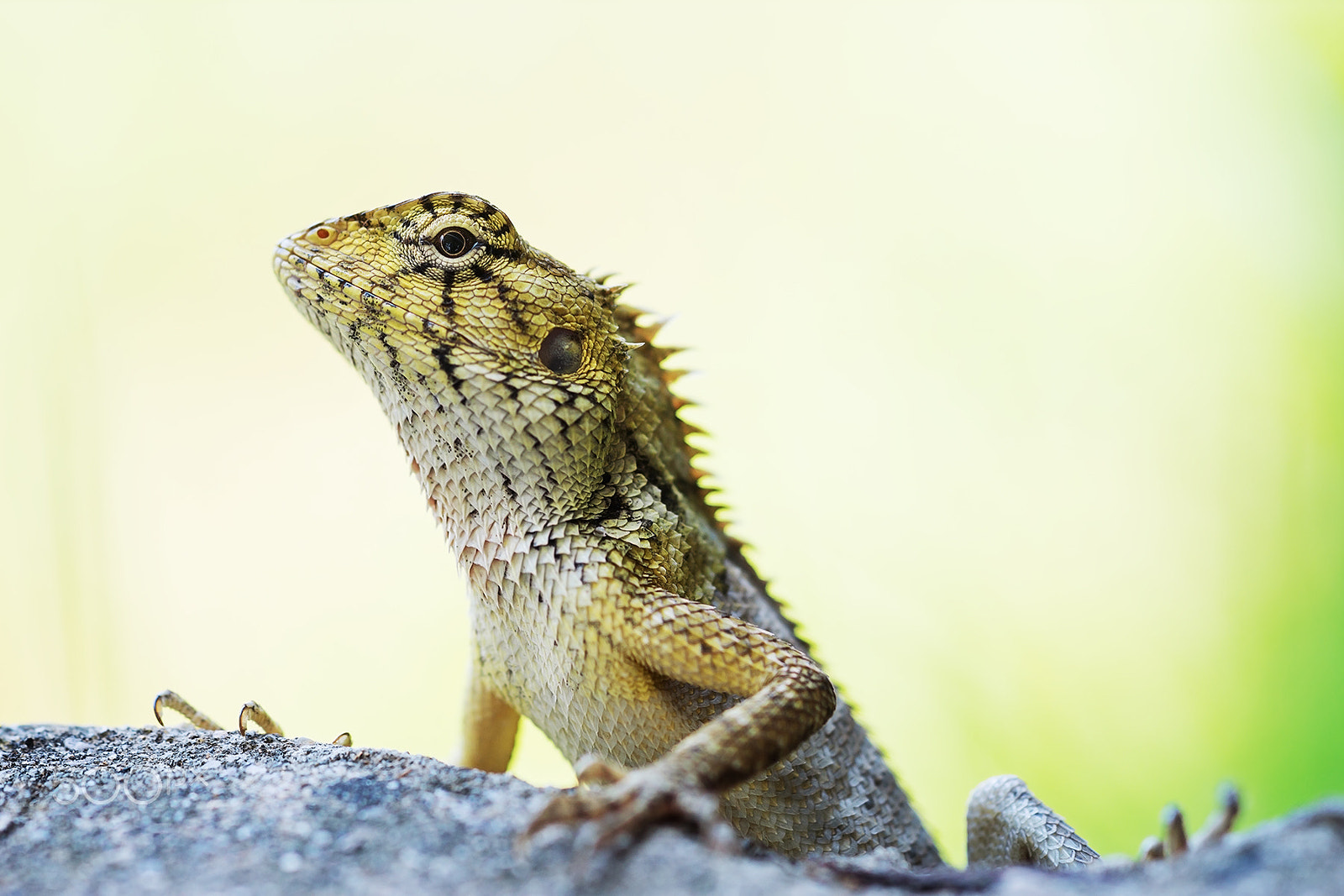 Sony a99 II + Sony 100mm F2.8 Macro sample photo. Portrait of the oriental garden lizard photography