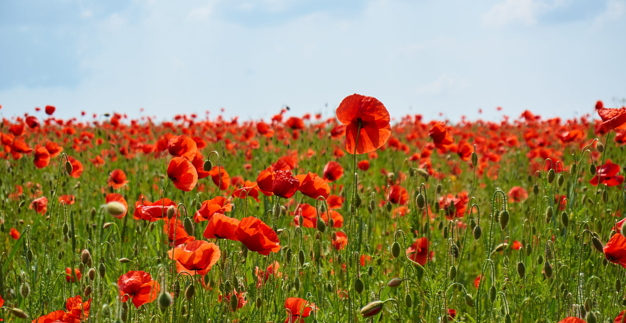 Sony Alpha NEX-5N sample photo. Coquelicot photography