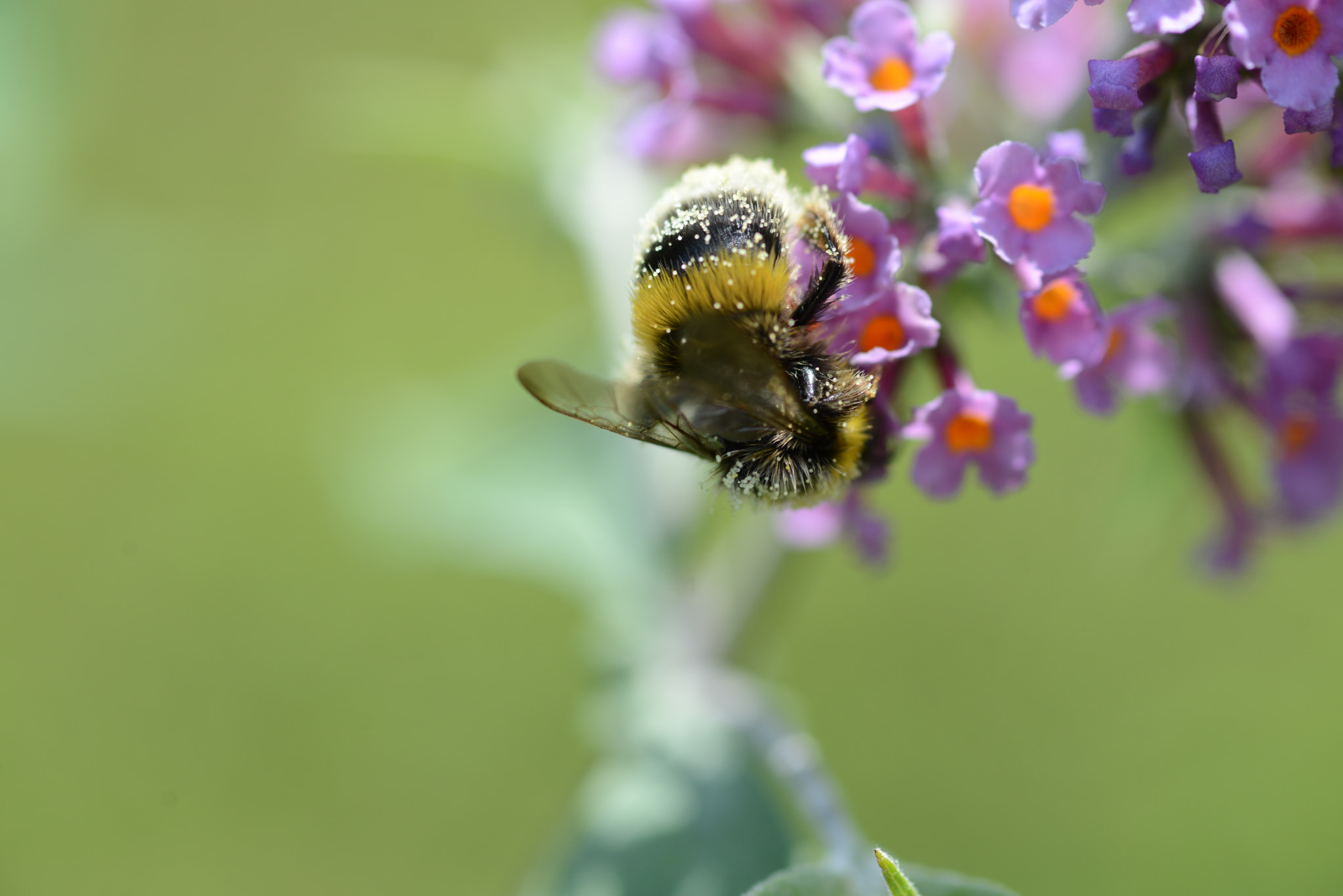 Nikon D600 + Sigma 105mm F2.8 EX DG Macro sample photo. Bombo photography