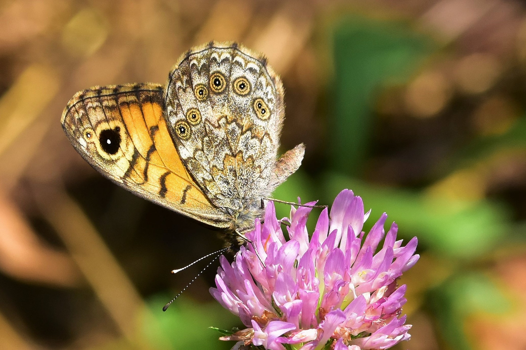 Nikon D5500 + Sigma 105mm F2.8 EX DG OS HSM sample photo. Polka dots wings photography