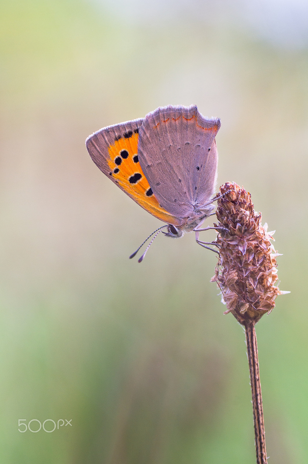 Sony SLT-A57 + Tamron SP AF 90mm F2.8 Di Macro sample photo. Lycaena phlaeas (small copper) photography