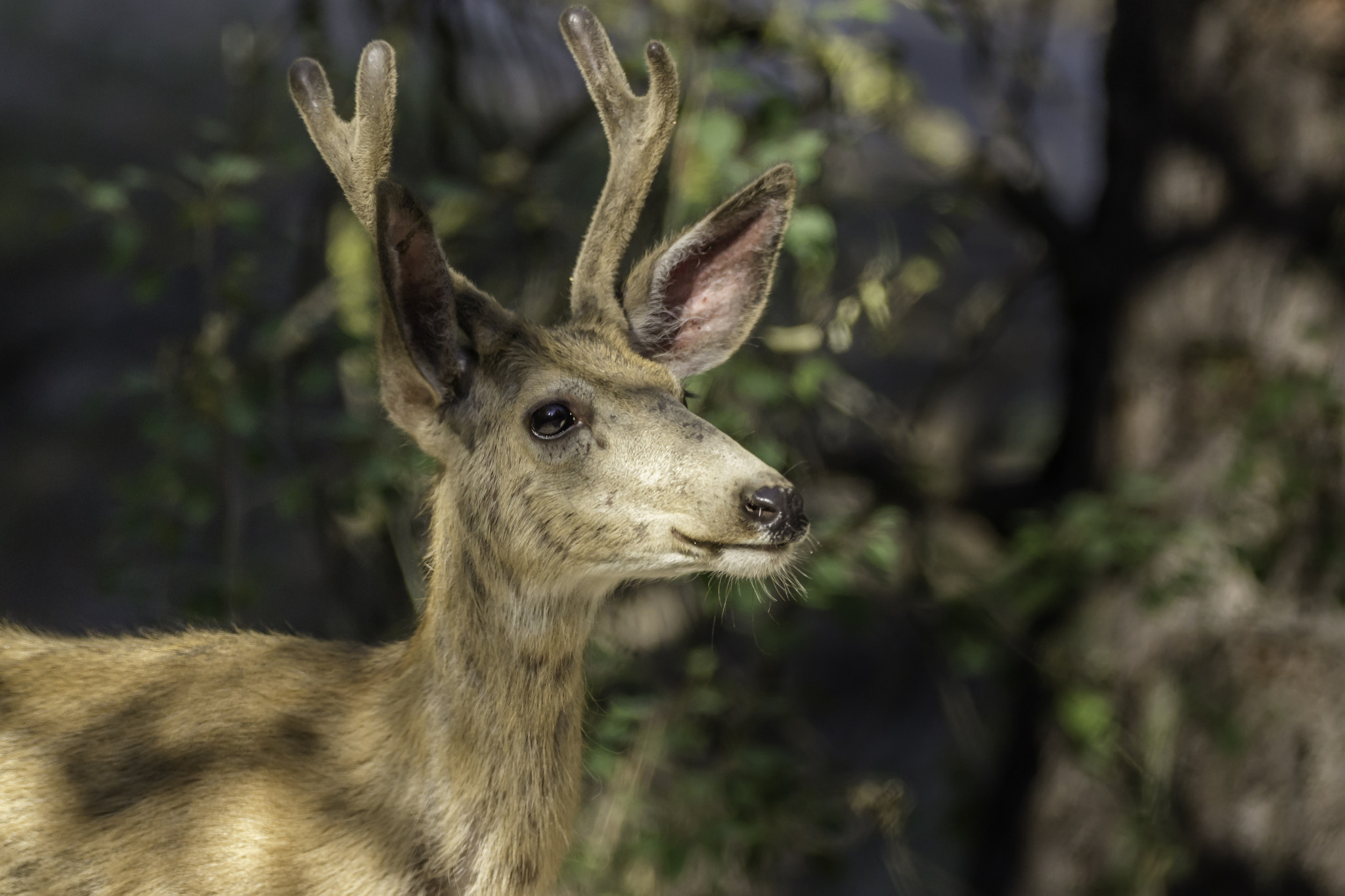 150-600mm F5-6.3 DG OS HSM | Contemporary 015 sample photo. Forkin' horn photography