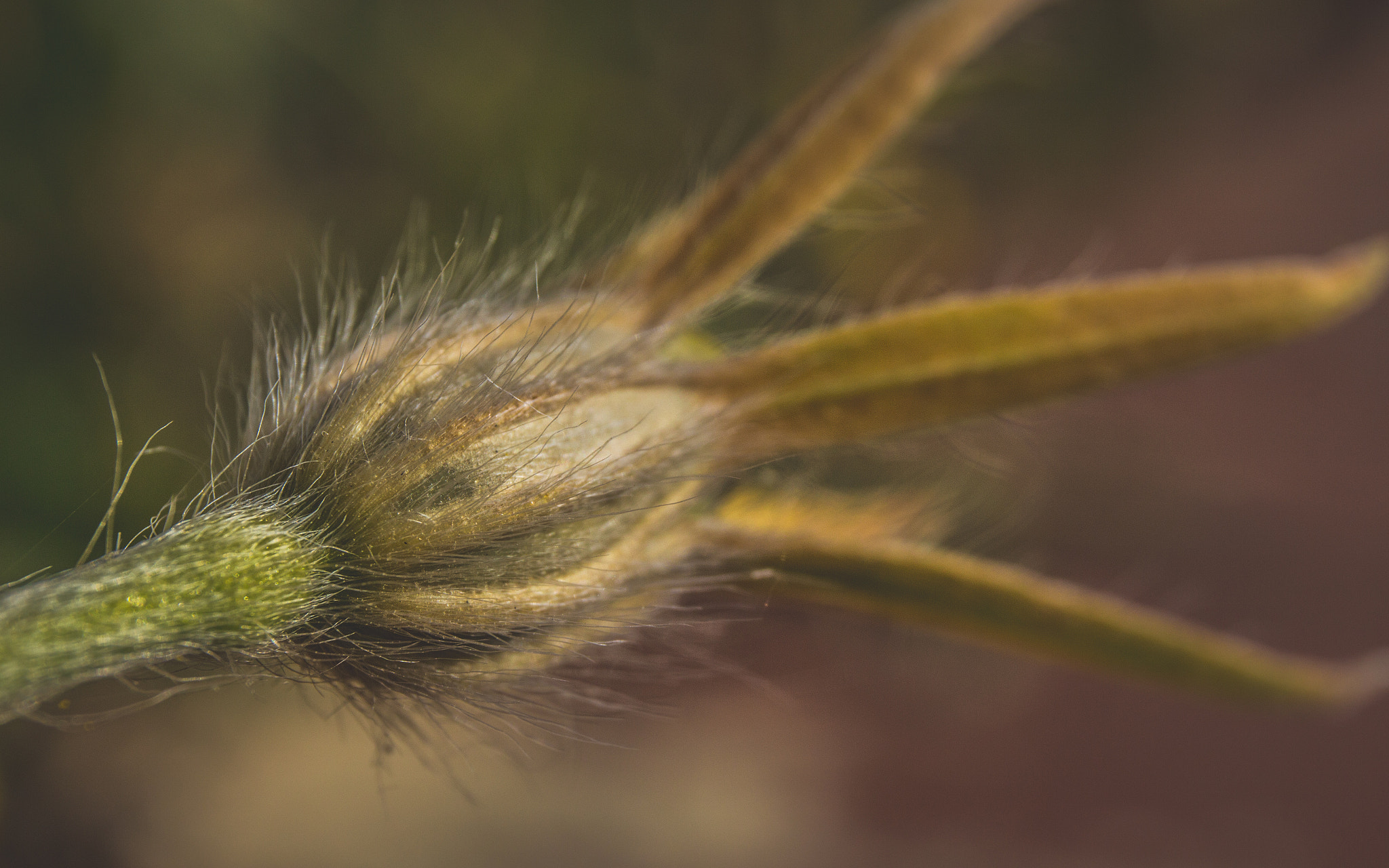 Canon EF 24-70mm F4L IS USM sample photo. After flowering photography