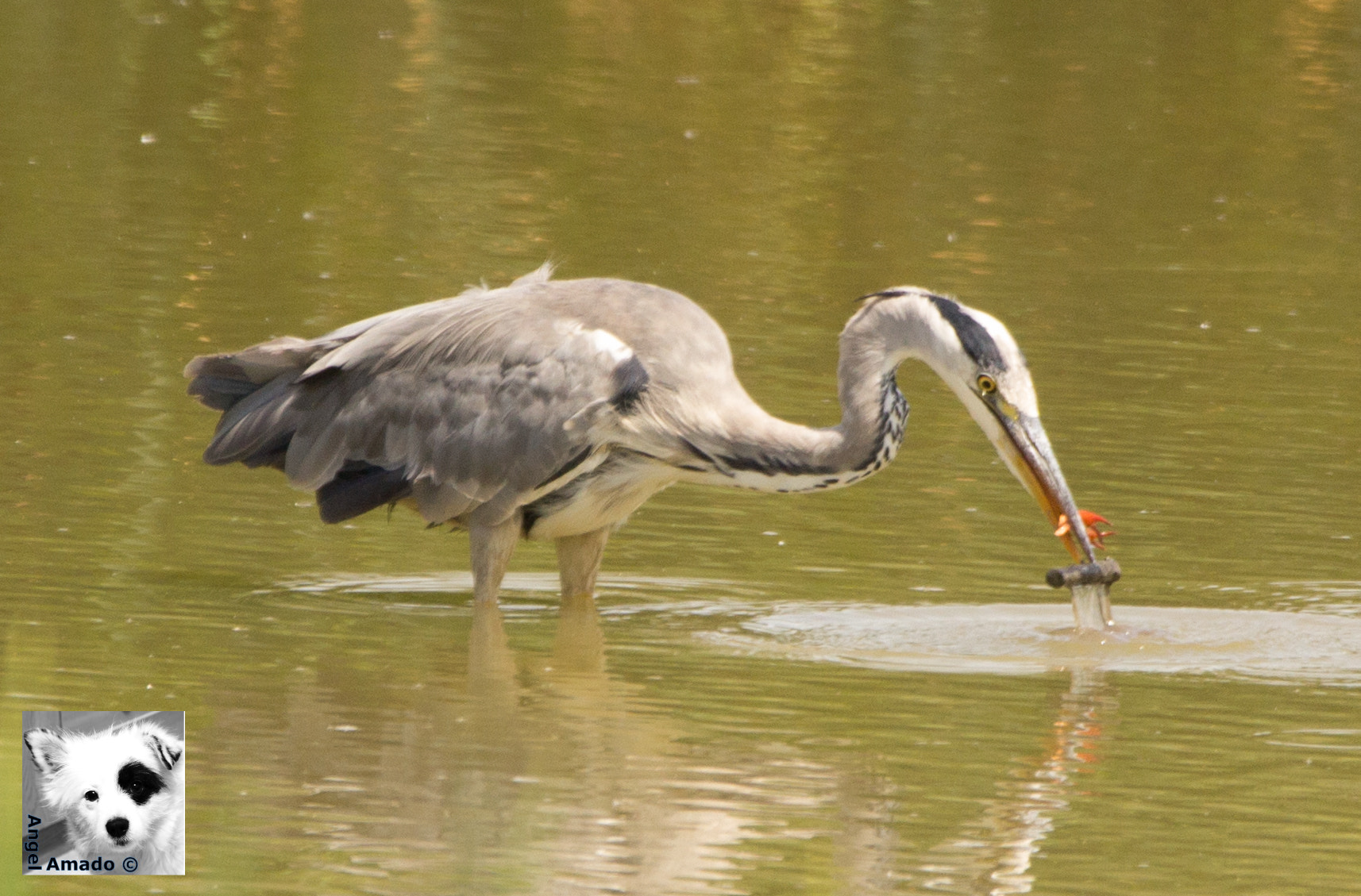150-600mm F5-6.3 DG OS HSM | Contemporary 015 sample photo. Garza real pescando cangrejo fotograma 2 photography