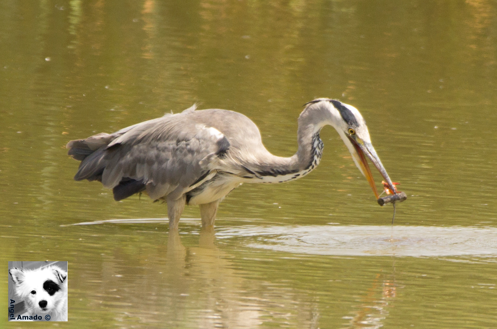 150-600mm F5-6.3 DG OS HSM | Contemporary 015 sample photo. Garza real pescando cangrejo fotograma 1 photography