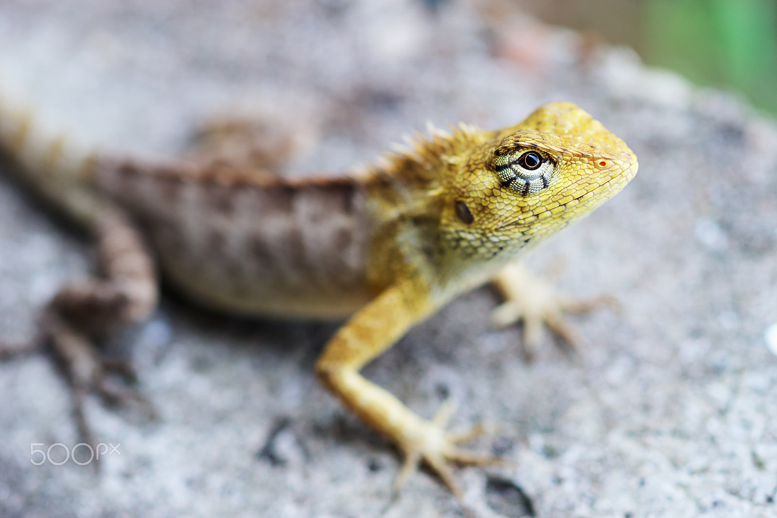 Sony a99 II + Sony 100mm F2.8 Macro sample photo. Oriental garden lizard photography