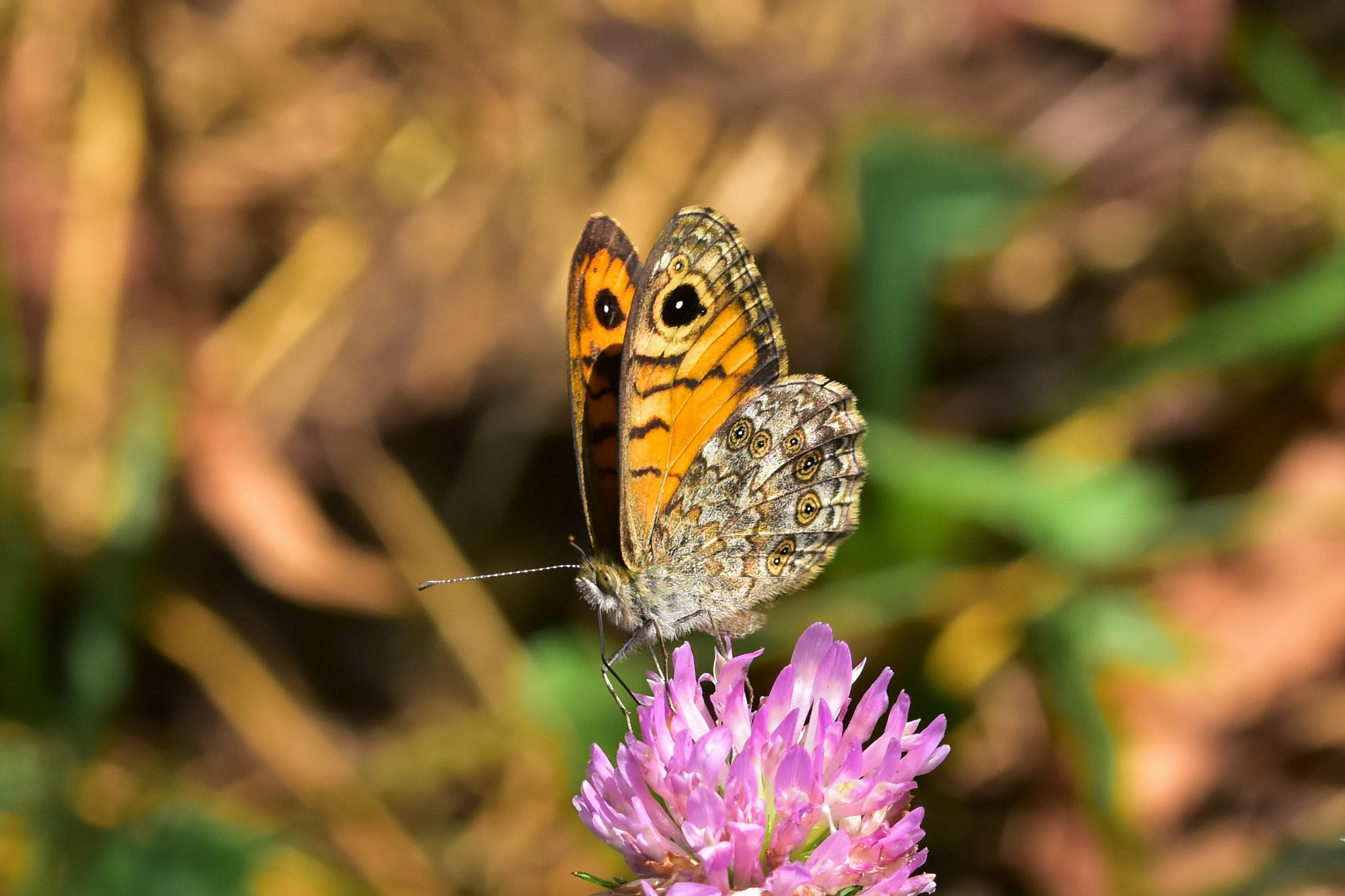 Sigma 105mm F2.8 EX DG OS HSM sample photo. Polka dots wings 2 photography