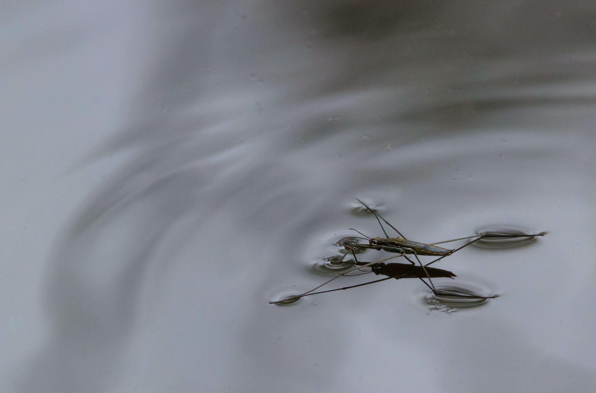 Sigma 150-500mm F5-6.3 DG OS HSM sample photo. Glisse photography