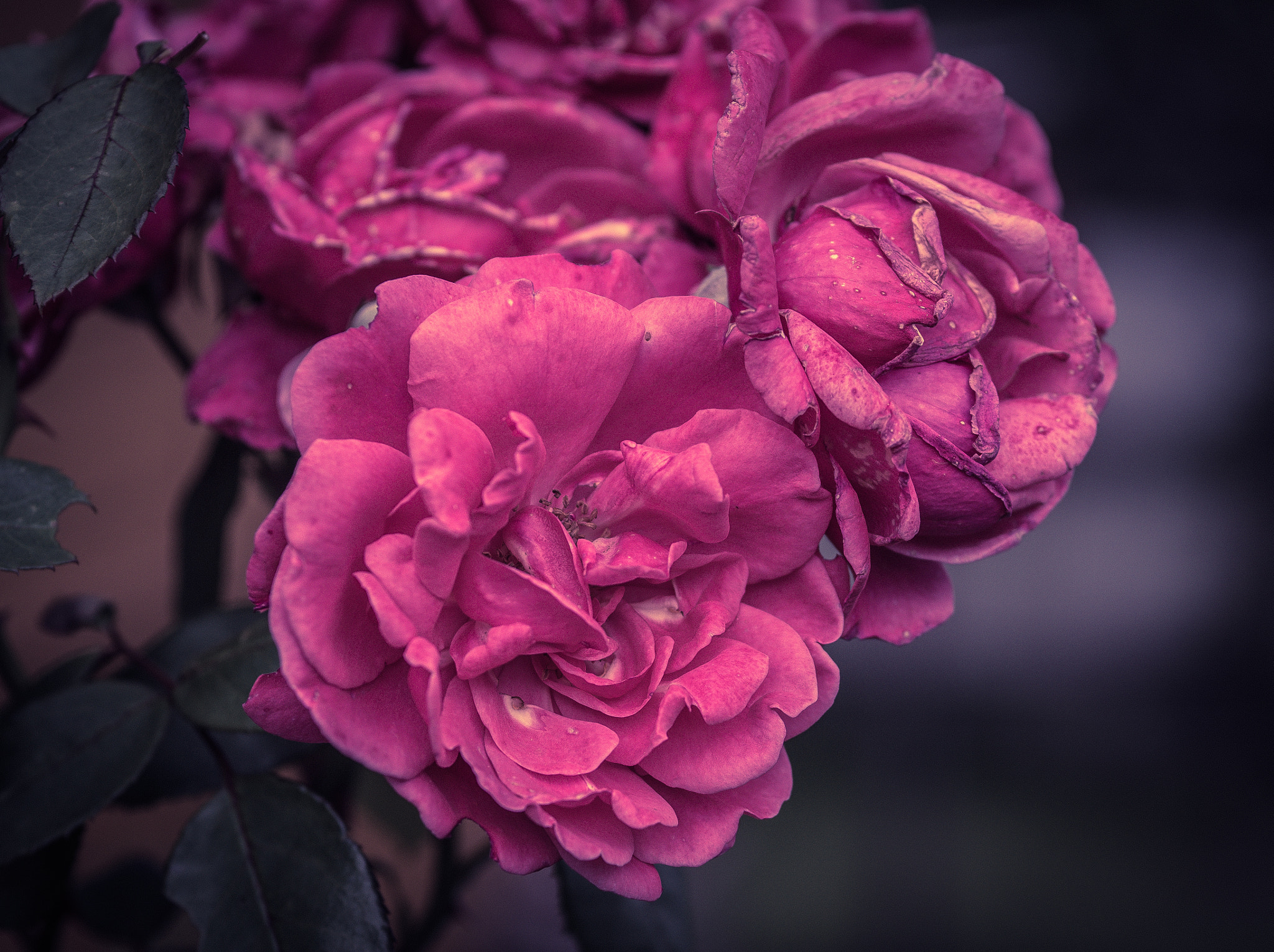 Olympus OM-D E-M10 + Sigma 60mm F2.8 DN Art sample photo. Old roses in vintage style photography