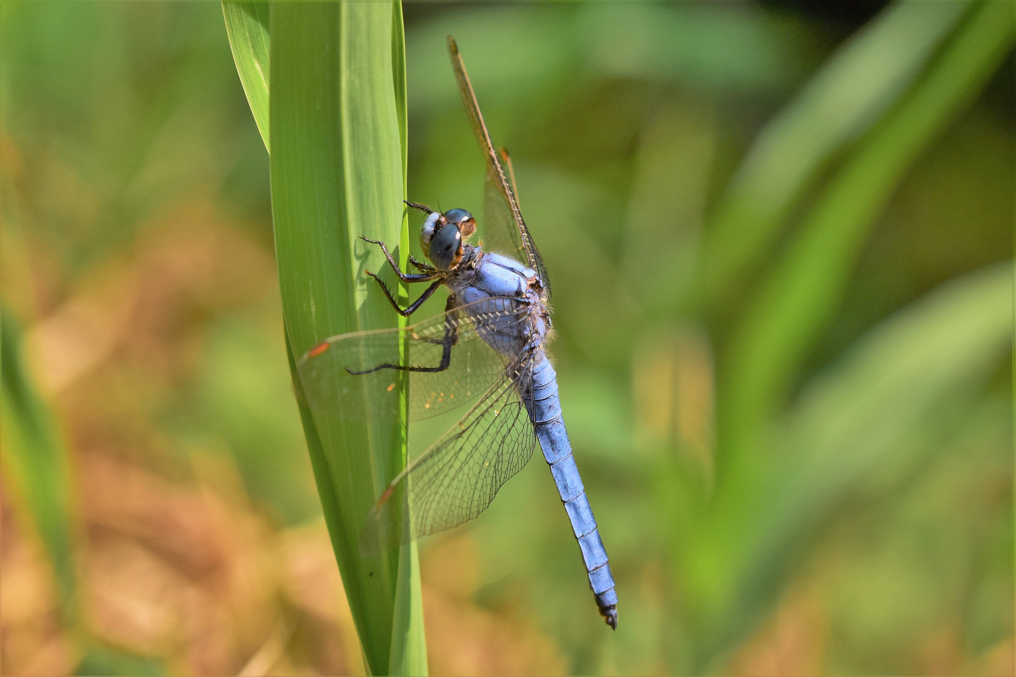 Sigma 105mm F2.8 EX DG OS HSM sample photo. Yessss, i have wonderful blue eyes! ^_^ photography