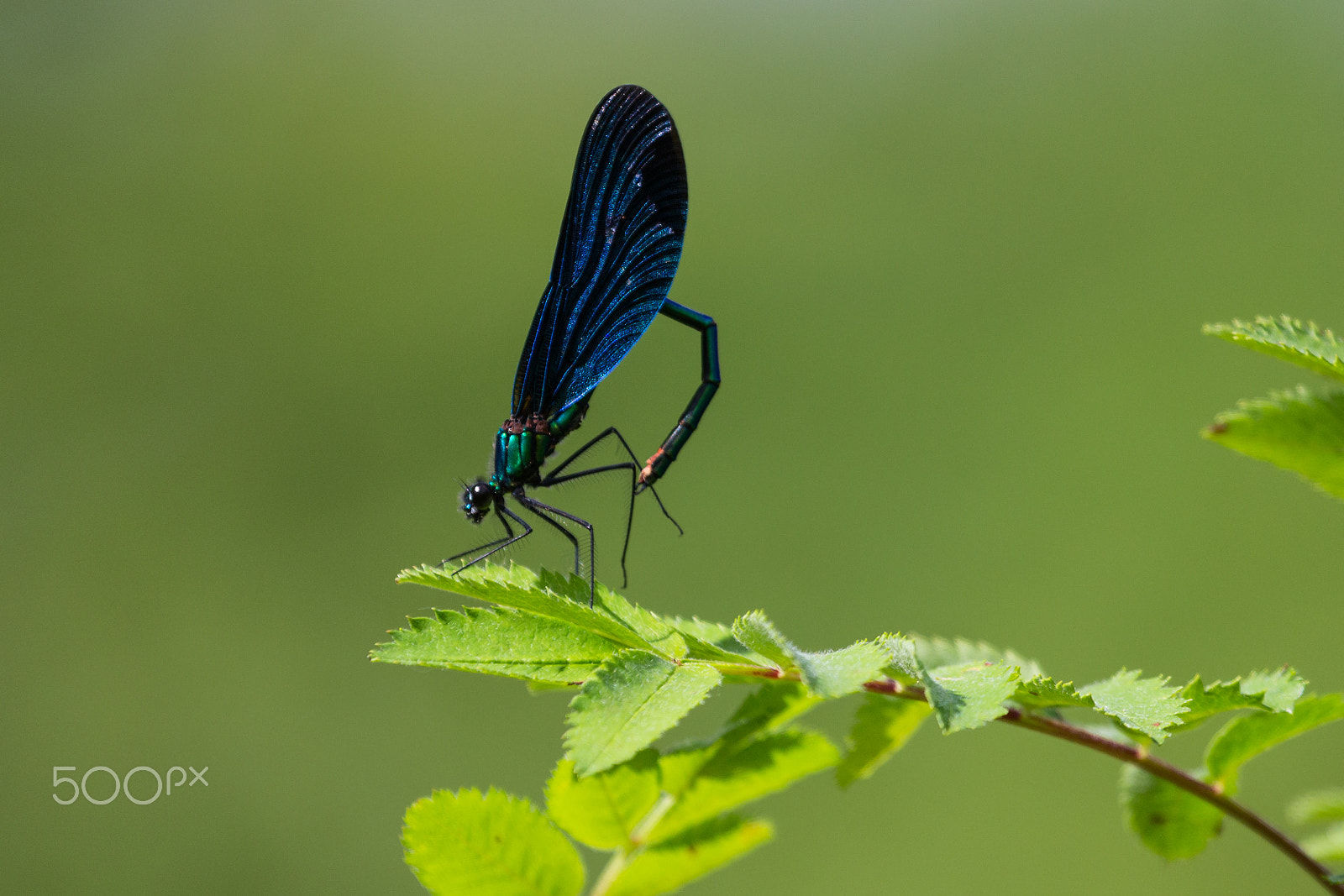 Canon EOS 60D + Canon EF 100-400mm F4.5-5.6L IS USM sample photo. Blauflügel-prachtlibelle photography