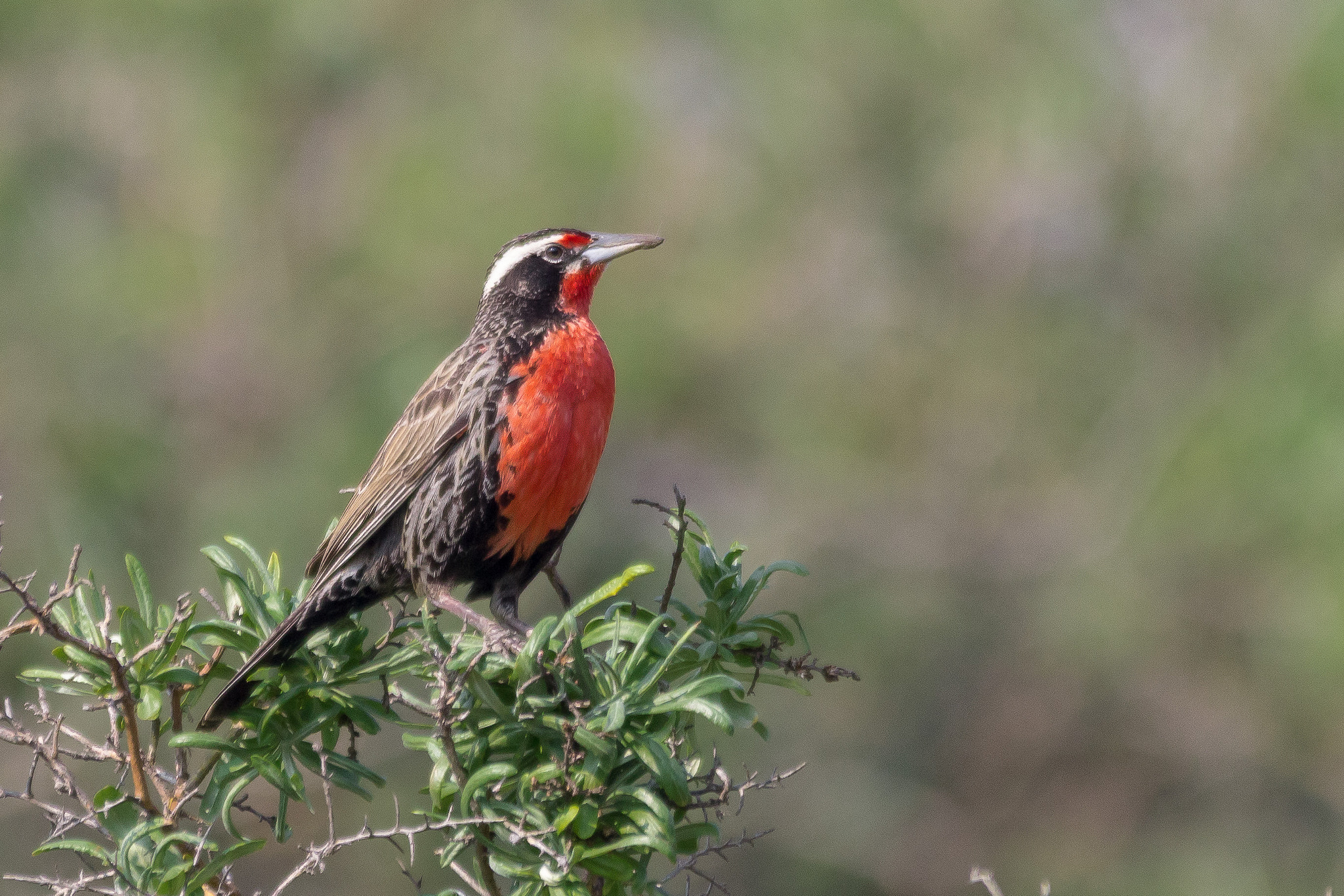 Sigma 150-500mm F5-6.3 DG OS HSM sample photo. Loica photography