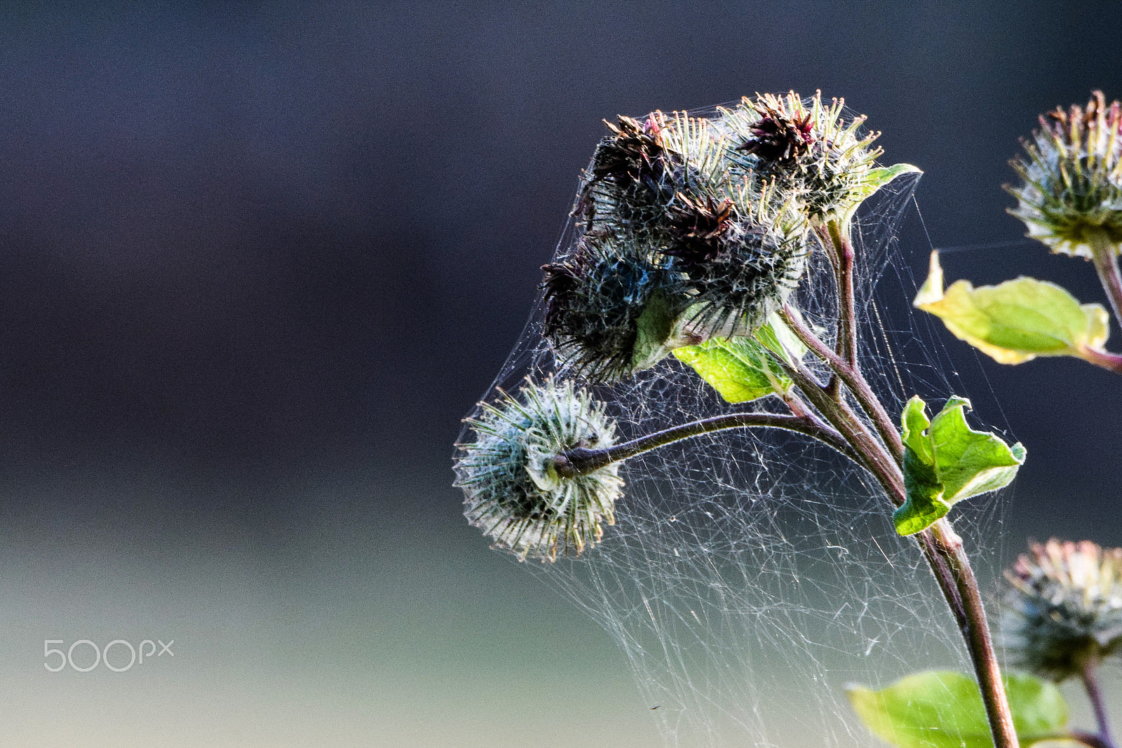 Tamron SP 150-600mm F5-6.3 Di VC USD sample photo. Engulfed in spider-web photography