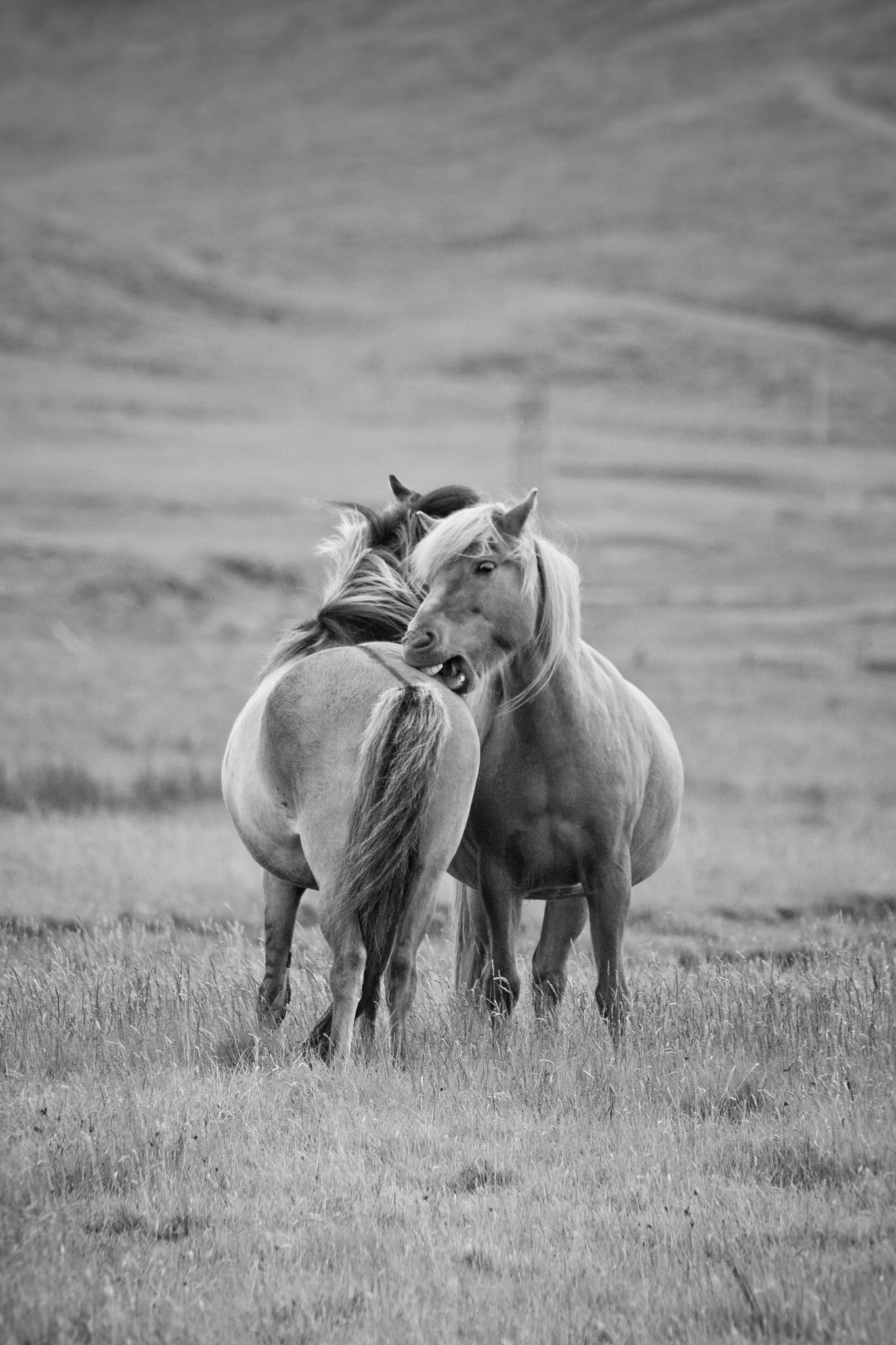 Sigma 150-500mm F5-6.3 DG OS HSM sample photo. Icelandhorses photography
