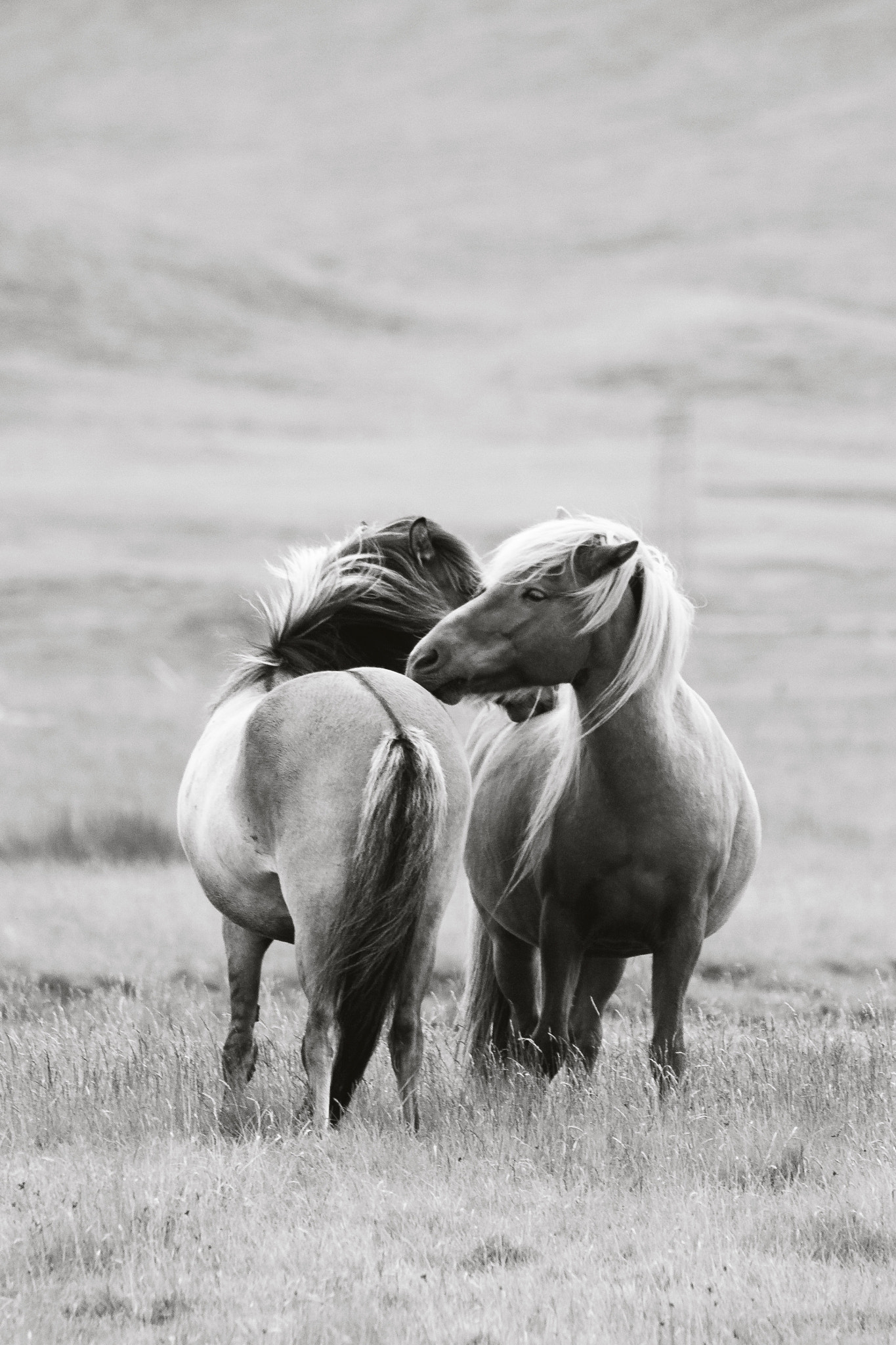 Sigma 150-500mm F5-6.3 DG OS HSM sample photo. Icelandhorses photography