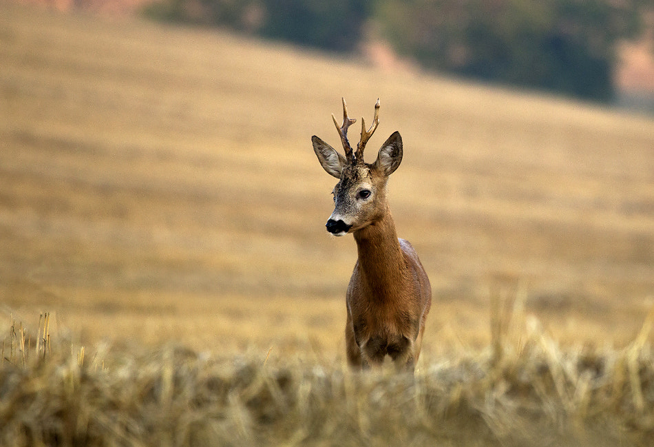 Canon EF 100-400mm F4.5-5.6L IS USM sample photo. Capreolus capreolus photography