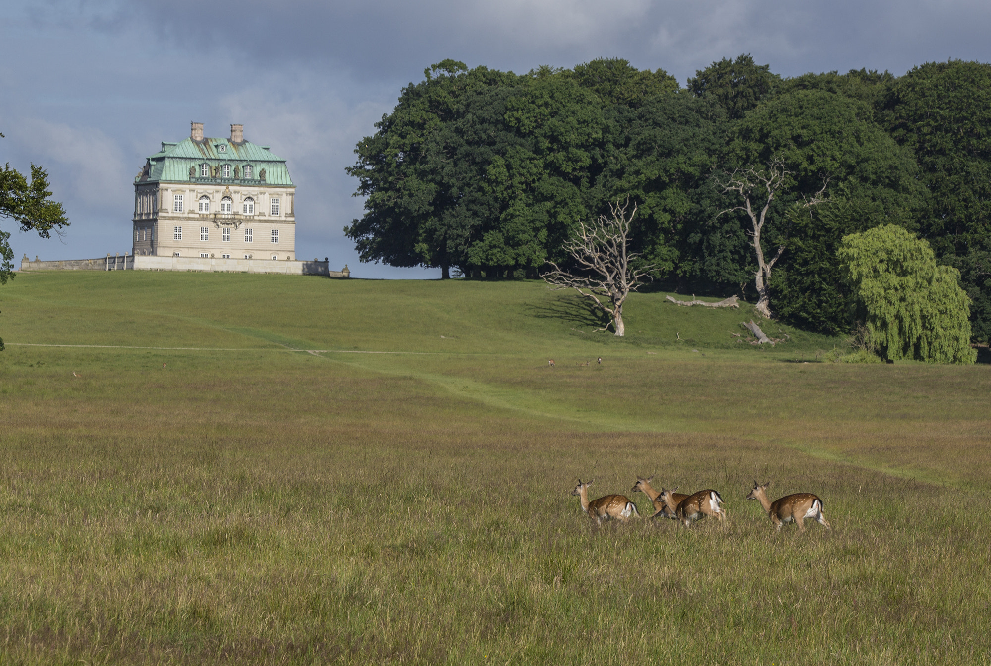 Canon EF 180mm F3.5L Macro USM sample photo. Deer garden north of copenhagen photography