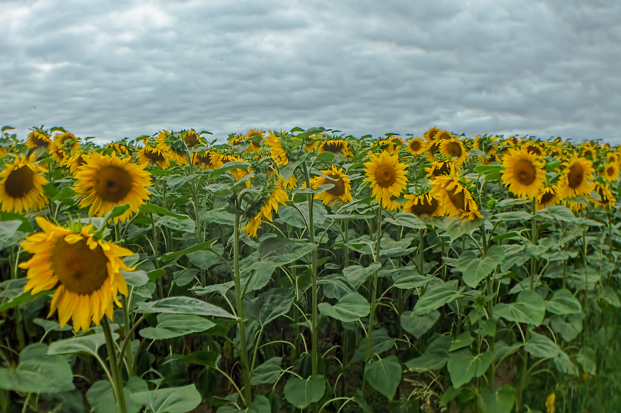 Canon EF 35-135mm f/4-5.6 USM sample photo. Tournesol photography