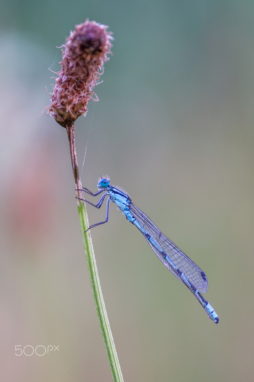 Sony SLT-A57 + Tamron SP AF 90mm F2.8 Di Macro sample photo. Blue damselfly photography