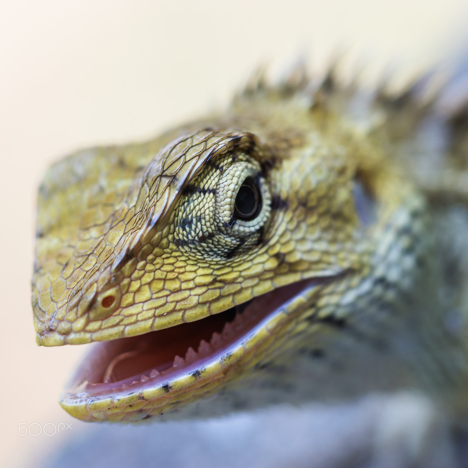 Sony a99 II + Sony 100mm F2.8 Macro sample photo. Dragon smile photography