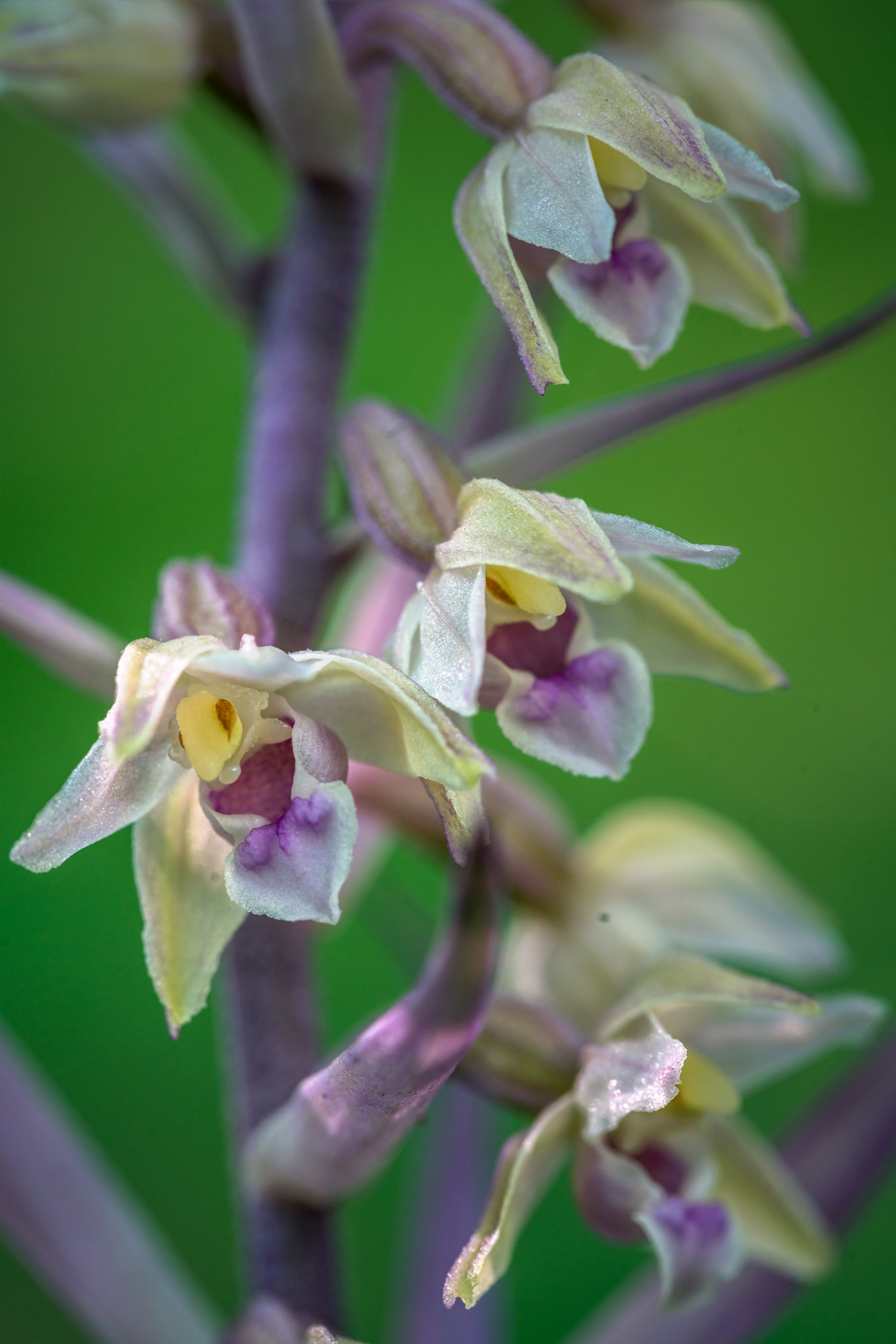 Sony a7R II + Canon EF 100mm F2.8L Macro IS USM sample photo. Violet helleborine, rosea variety photography