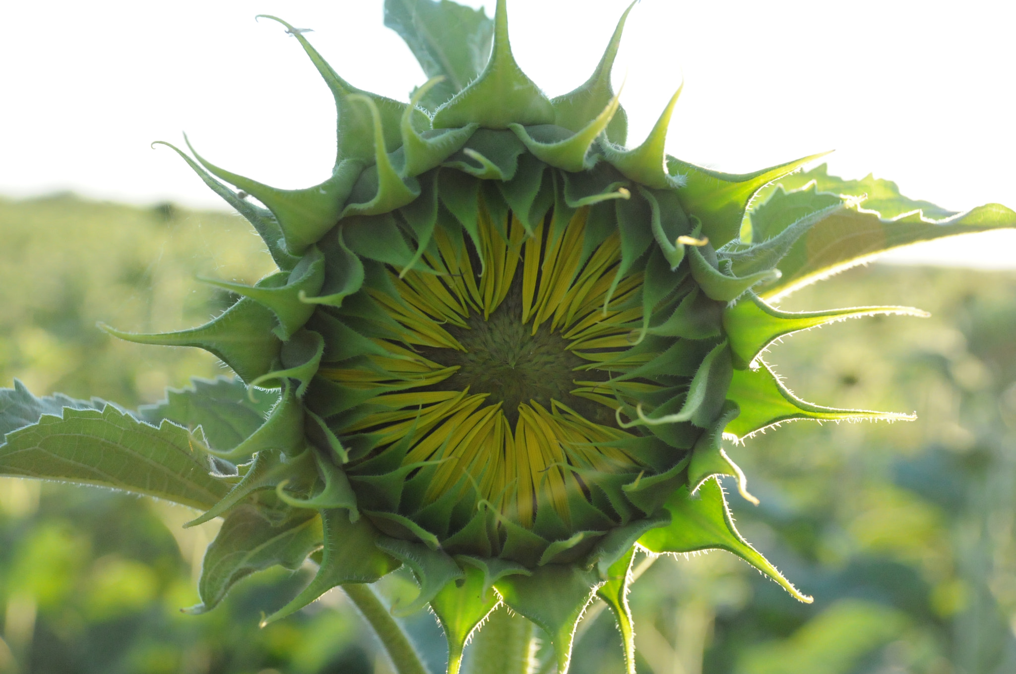 Nikon D300S sample photo. Helianthus annuus photography