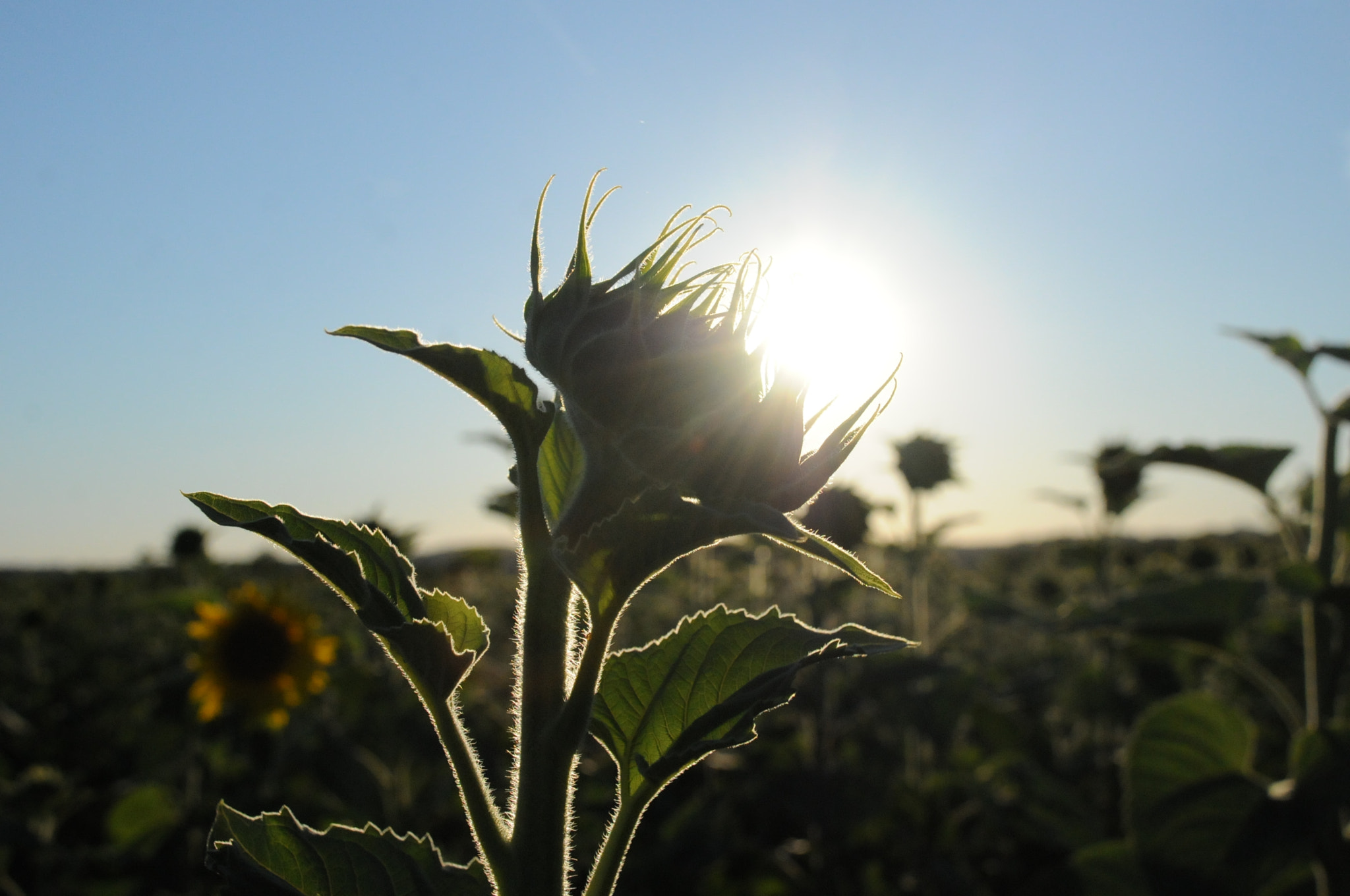 Nikon D300S sample photo. Helianthus annuus photography